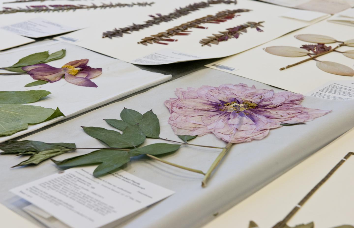 Plant Herbarium Specimens