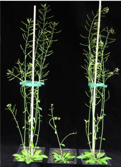 Engineering Plants for Biofuels (1 of 2)