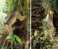Male and Female Macaques Foraging for Rats