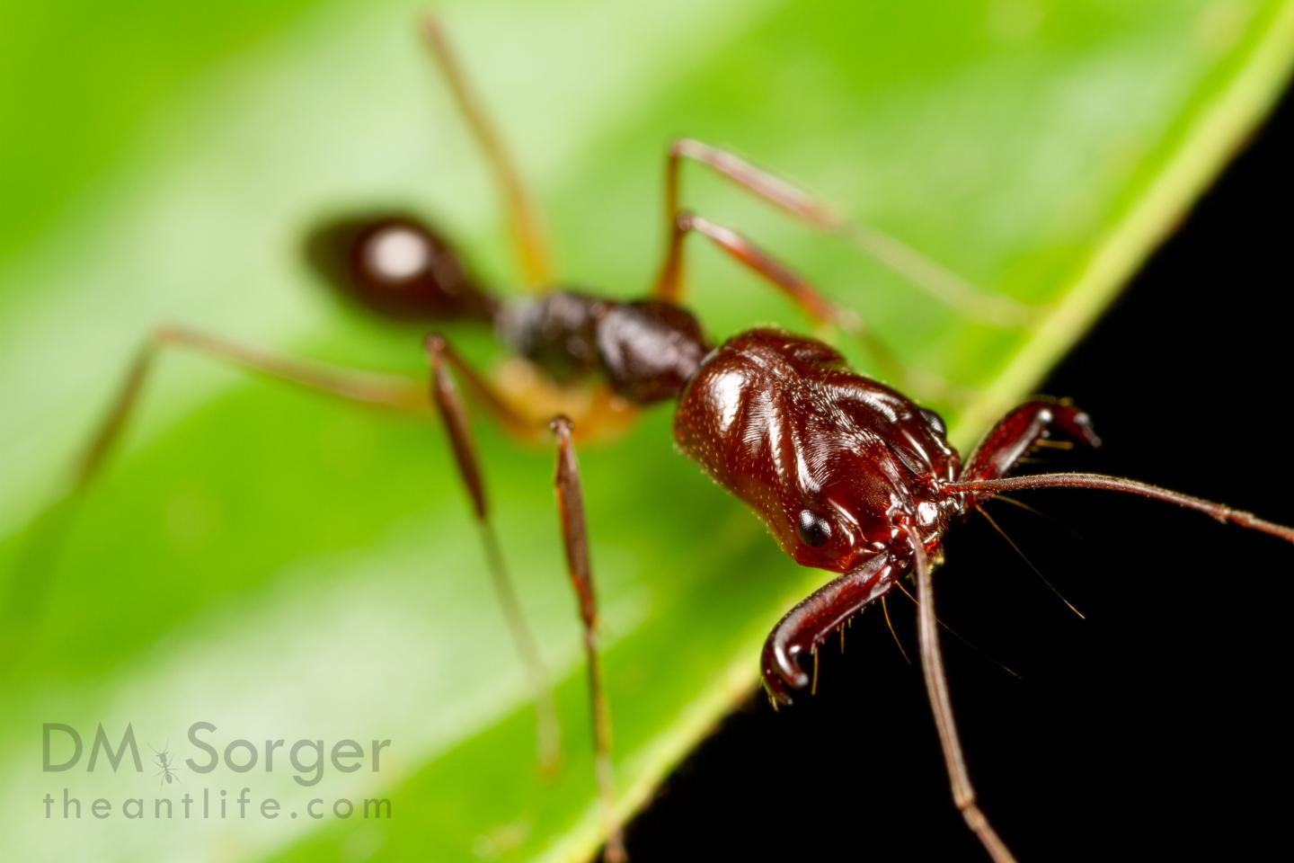 Trap-Jaw Ant Can Jump with either Jaws or Legs