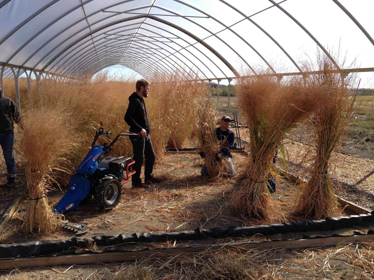 Harvesting switchgrass under field rainout shelters