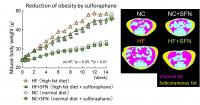 Reduction of Obesity by Sulforaphane