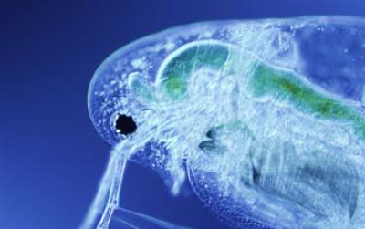 <I>Daphnia</I> in the Early Stages of Infection