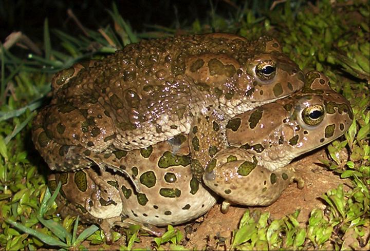 Green Toads