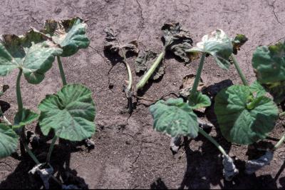 Pumpkin Seedling Death