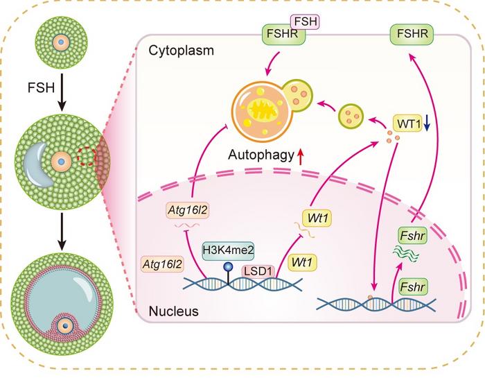 A proposed model showing how LSD1 and autophagy jointly downregulate the level of WT1 to ensure FSHR expression and thus support the response of GCs to FSH induction.