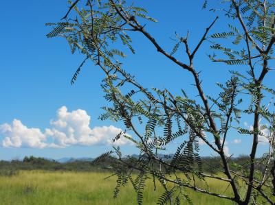 Mesquite Tree and Grassland