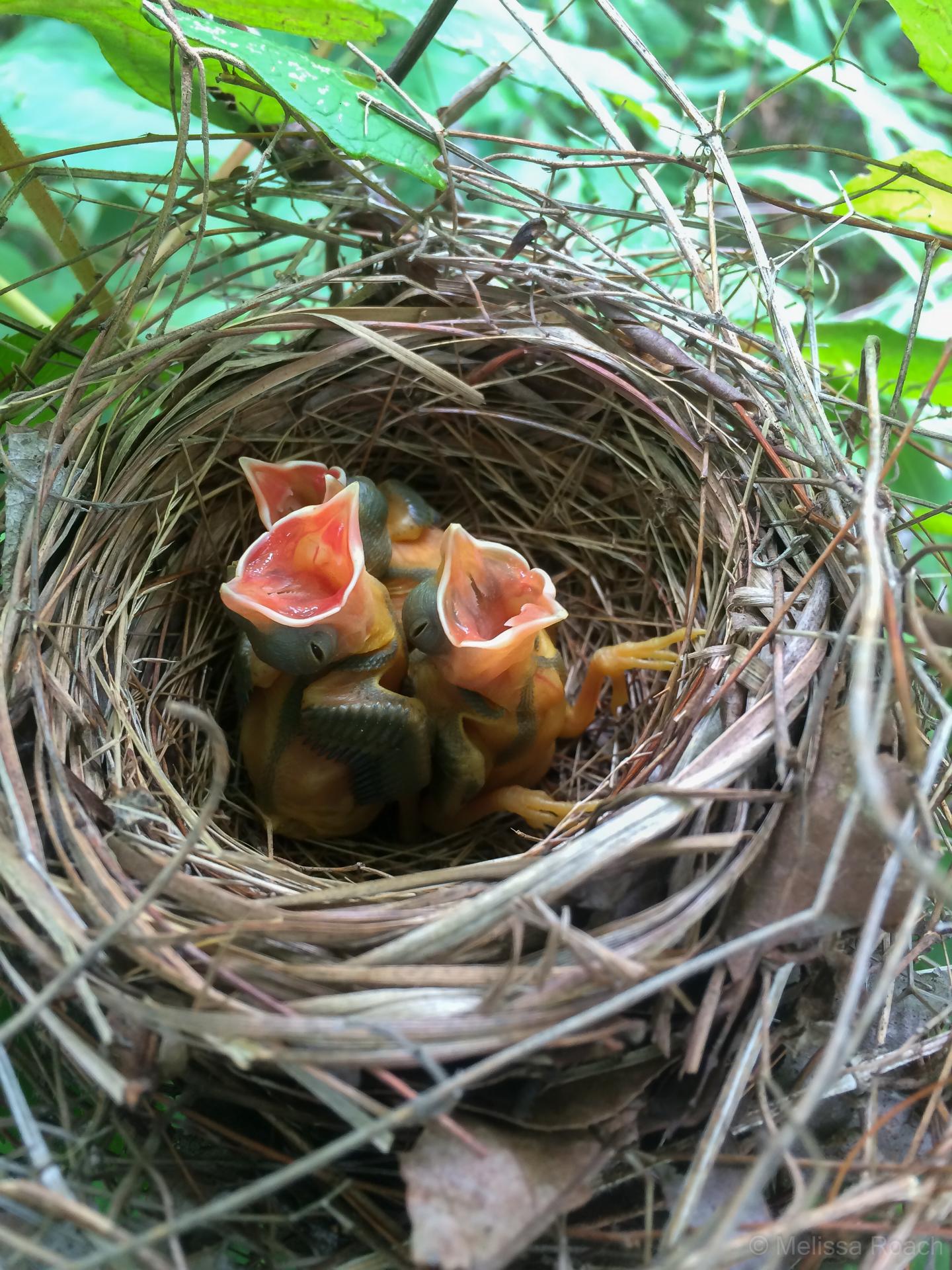 Yellow-breasted Chat Nest with Chicks