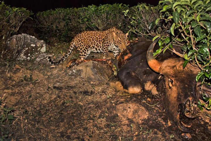 Leopards Abundant in Tea Plantations