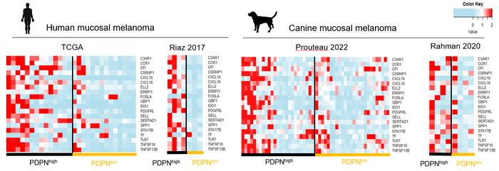 PDPN in humans and dogs