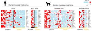 PDPN in humans and dogs