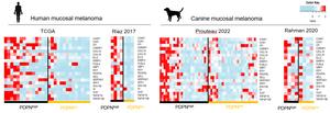 PDPN in humans and dogs