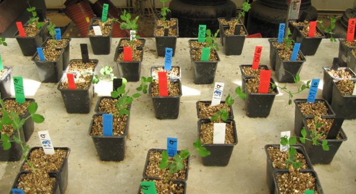 Pea Plant Experiments