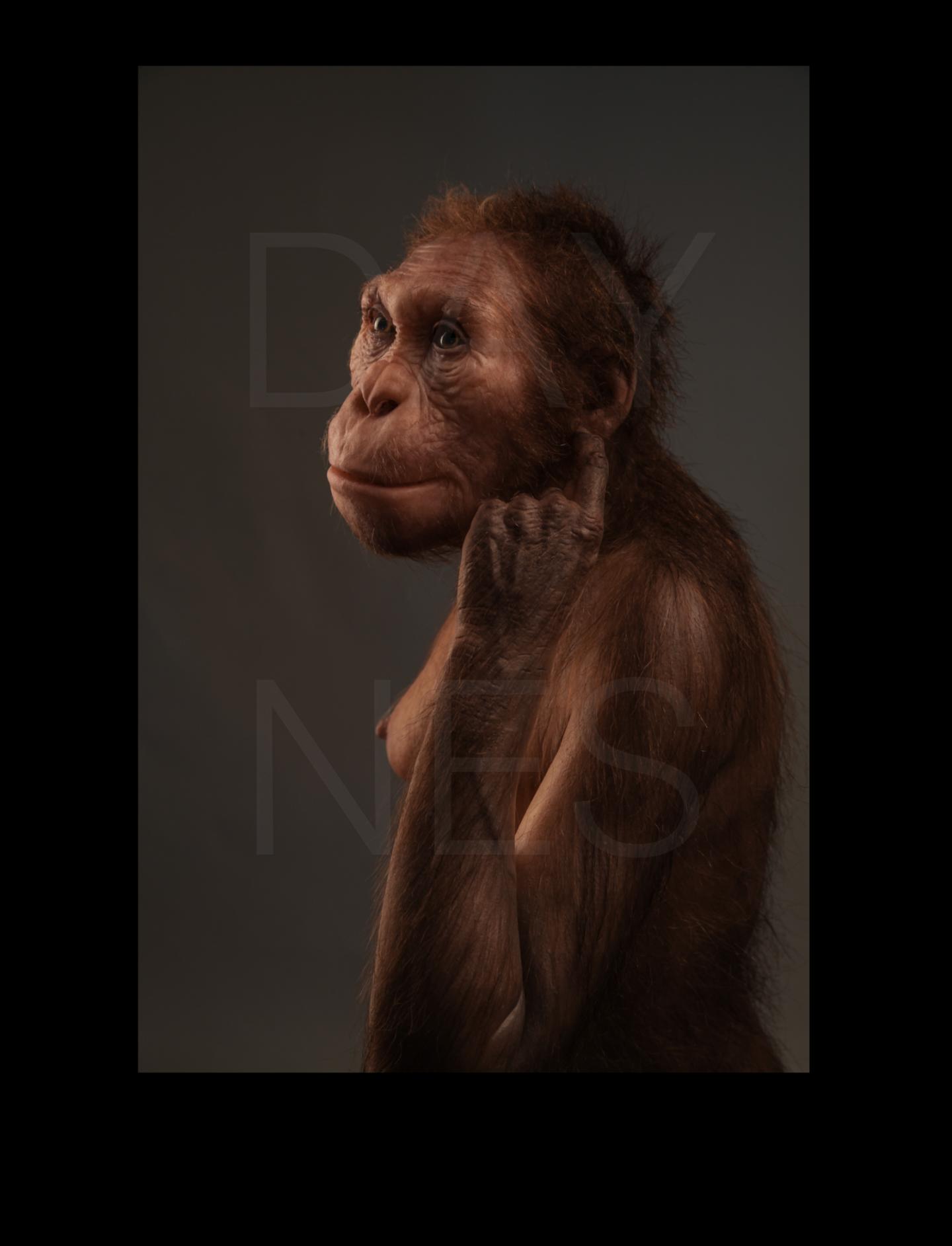 Life Reconstruction of <em>Australopithecus sediba</em> (Portrait)
