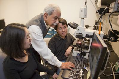 New Insight on Premature Births