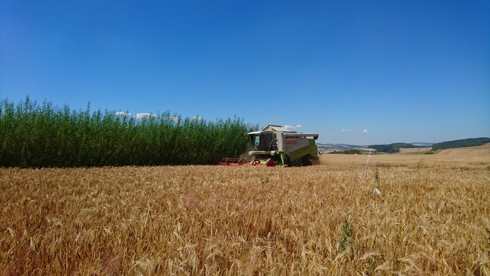 An alley-cropping system during the harvest