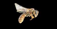 New Species of Bee on Fiji, the Eye-Catching <i>Homalictus groomi</i>