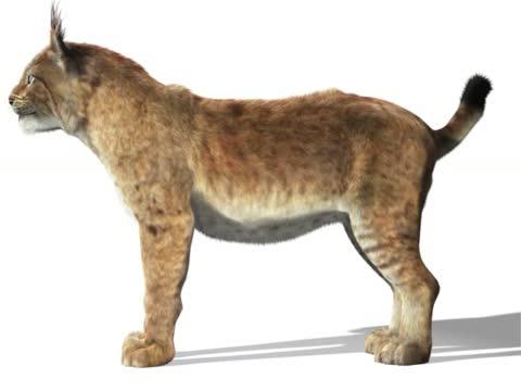 Meet the First Iberian Lynx on the Iberian Peninsula