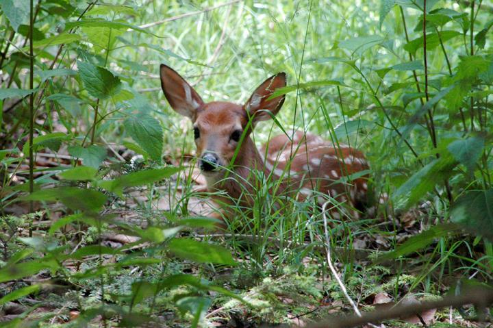 fawn