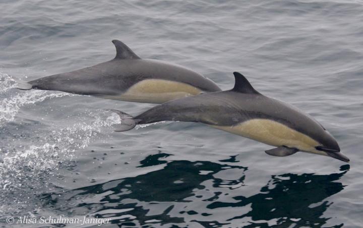 Dolphin Diets Suggest Extreme Changes in the Ocean May Shorten Food Chains