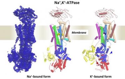 Sodium-Potassium Pump