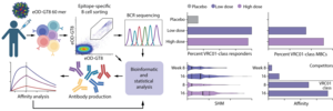 Test of germline-targeting vaccine priming in healthy humans.