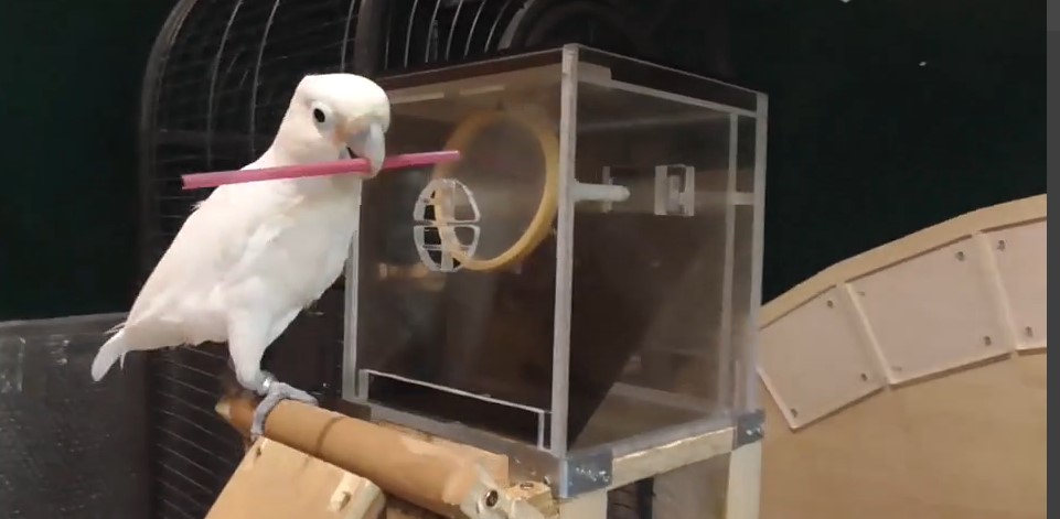 Video of cockatoos transporting and using toolsets