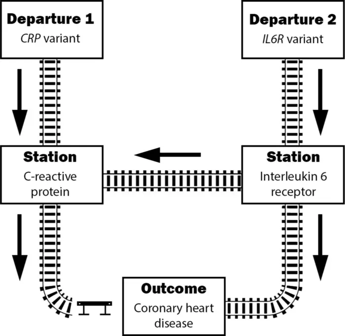 Railway network illustrating pathways linking inflammatory traits to coronary heart disease.