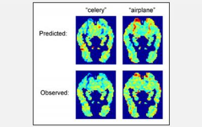 Predicted fMRI Images