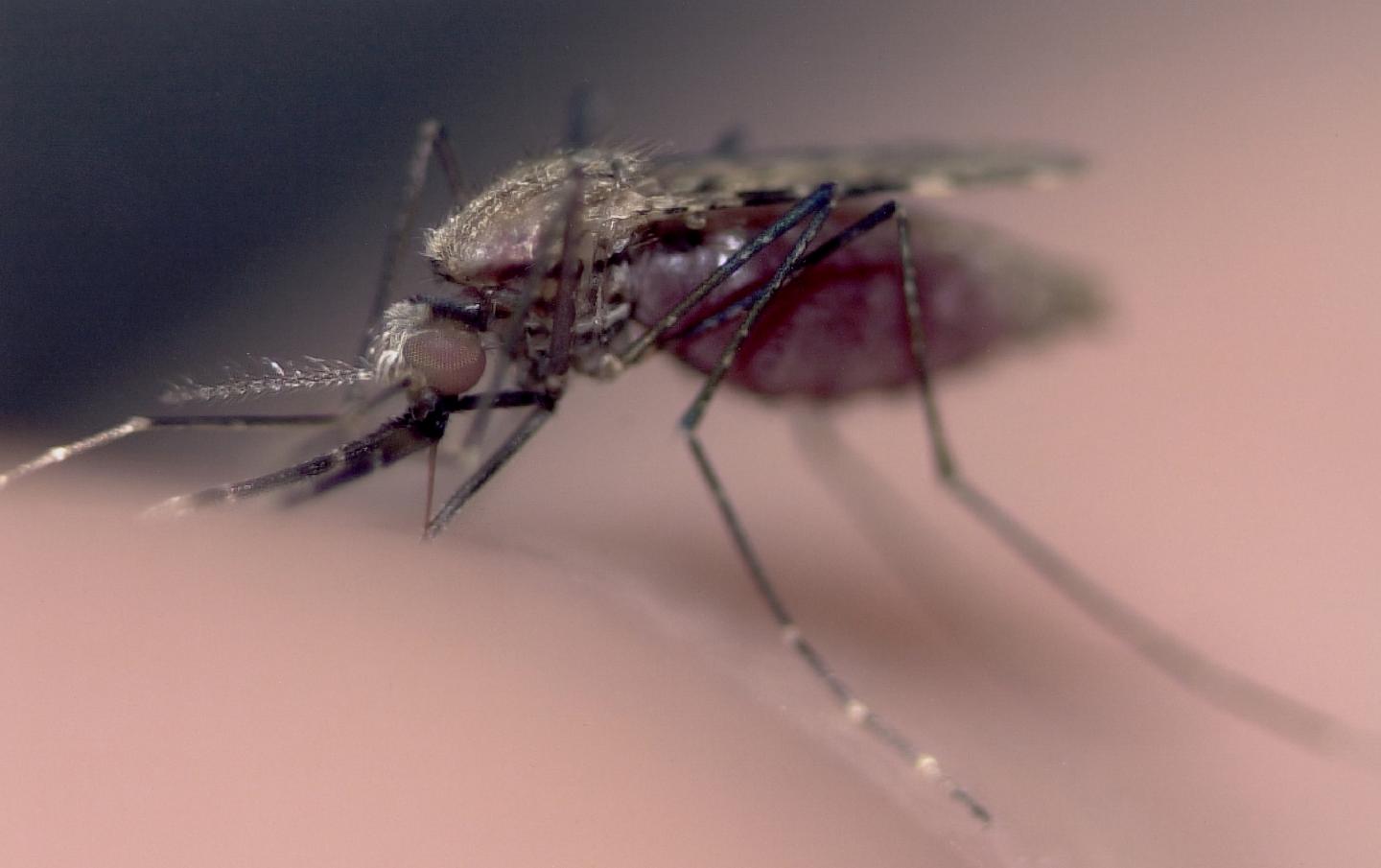 <em>Anopheles gambiae</em> Mosquito