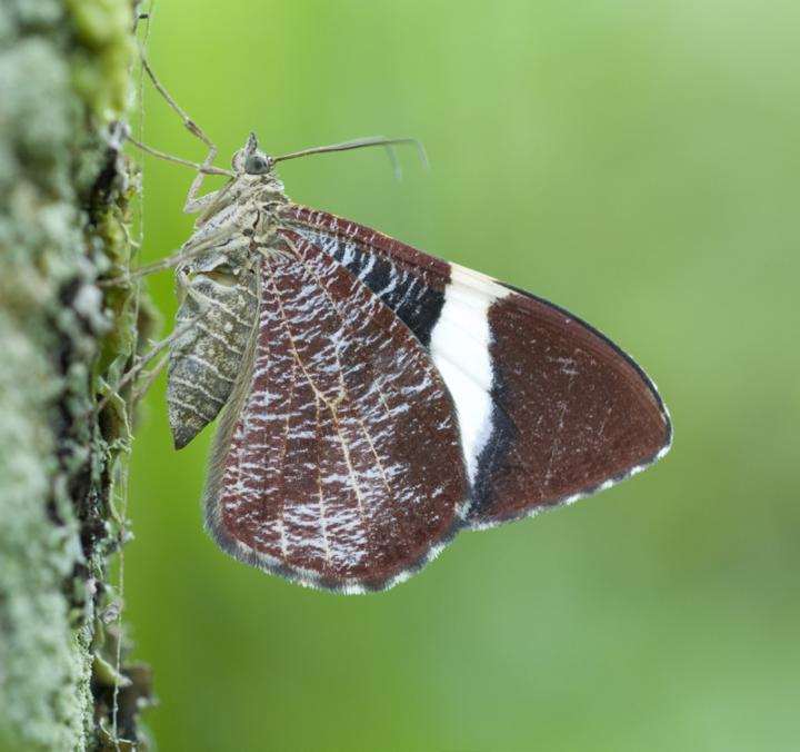 Moth in Ecuador