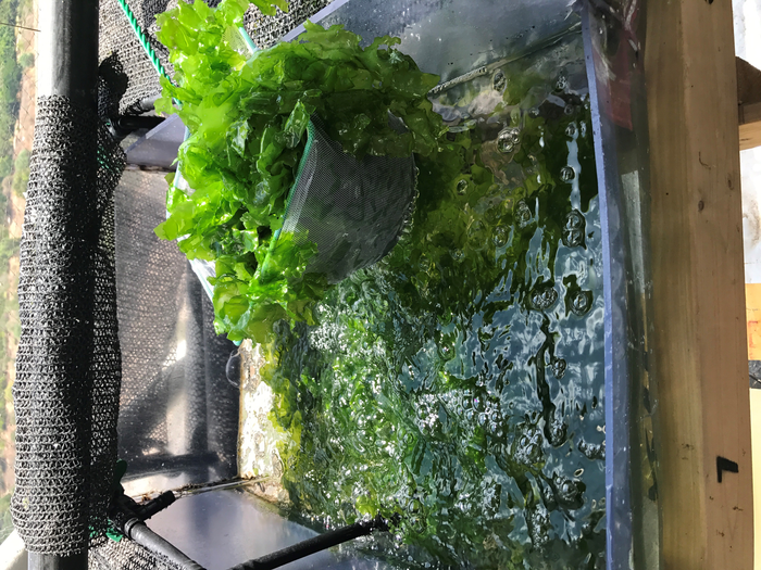 Specially designed closed system with photobioreactors for seaweed production at TAU