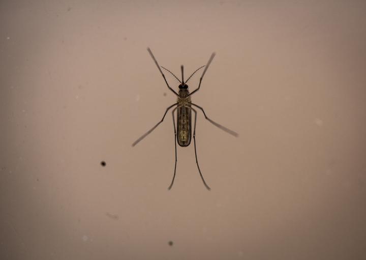 <em>Culex</em> Mosquitoes Do Not Transmit Zika Virus