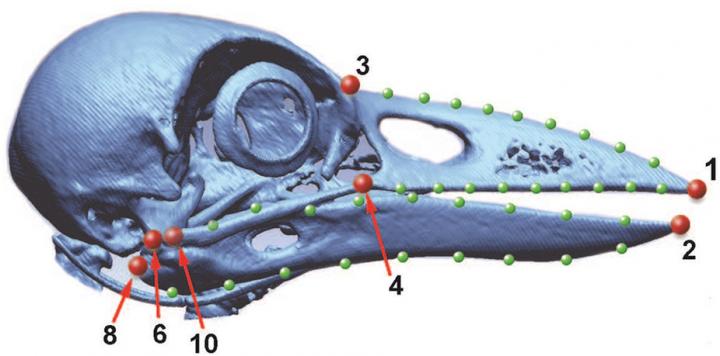 A 3-D reconstruction of the New Caledonian Crow skull