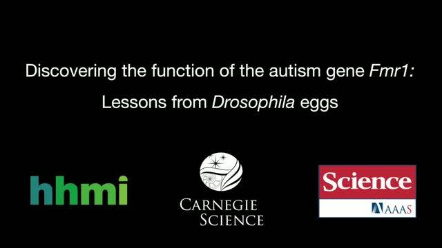 New Clues into the Underlying Dynamics of Fragile X Syndrome (1 of 1)