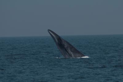Bryde's Whale