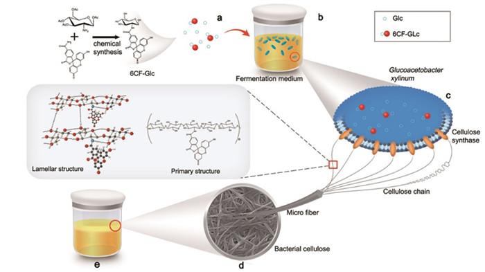 Synthesis of 6CF-BC Based on An In Situ Microbial Fermentation Method
