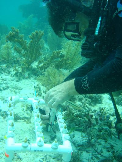 Dr. Diego Lirman, University of Miami Rosenstiel School of Marine & Atmospheric Science