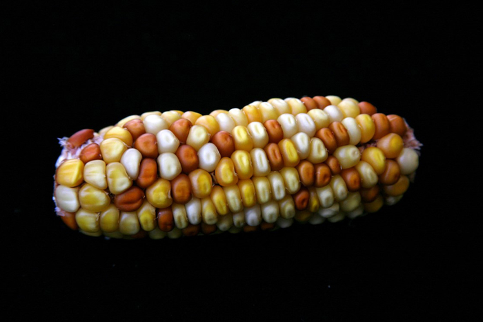Maize ear