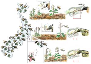 Orchid evolution visual abstract