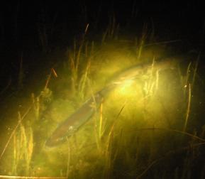 Shining Muskellunge