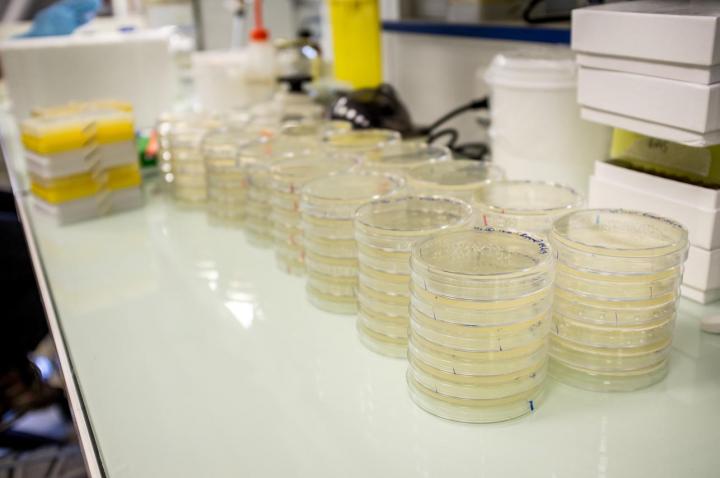 Petri Dishes with Bacteria