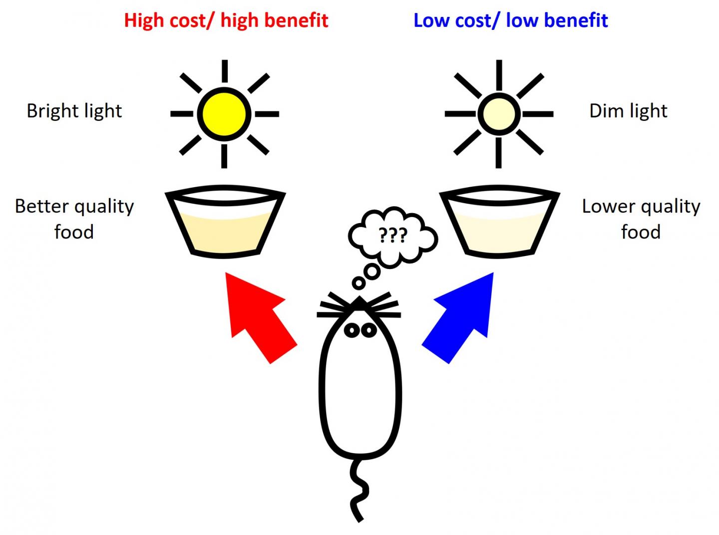 Experimenting with the Cost-Benefit Decision-Making Process in Rats