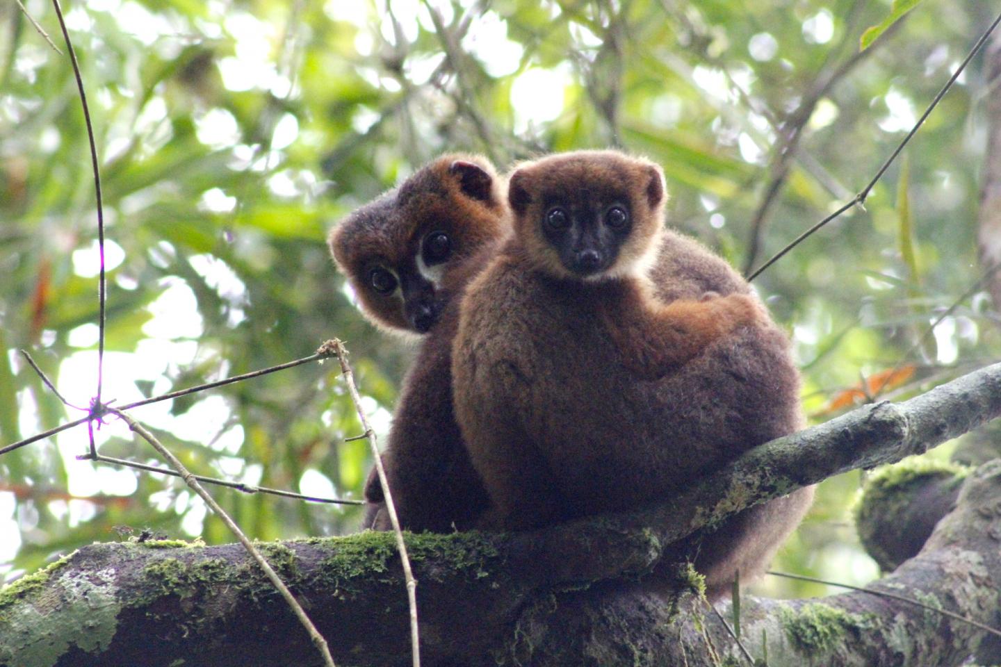 Lemur and Dad and Baby 2