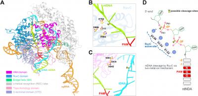 CRISPR/Cas9 Protein in Action