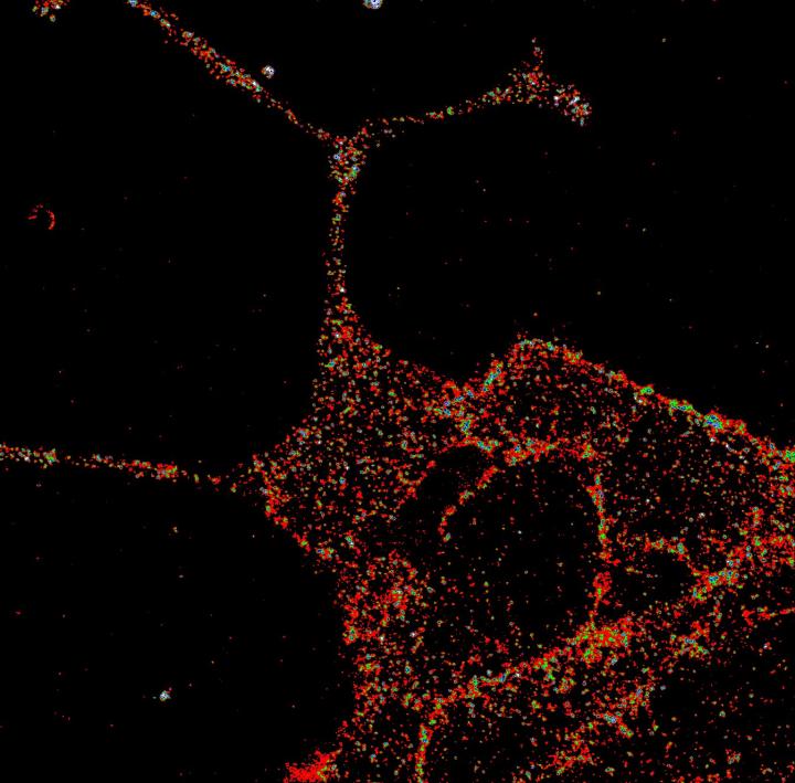 GLP1R Visualized in Insulin-Secreting Beta Cells at Super-Resolution (2 of 2)