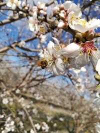 Bees Visit Pollinator-Independent Almond Blossoms