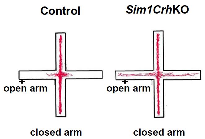 Gangplank Experiment