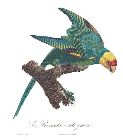 Carolina Parakeet, Illustration