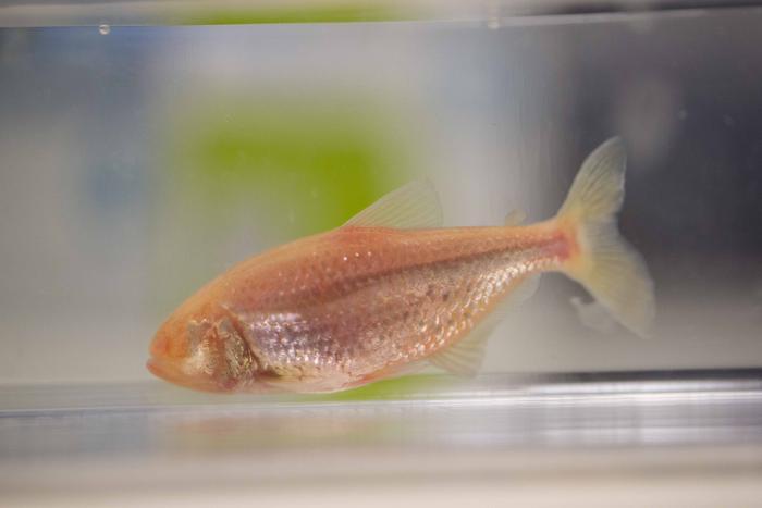 The blind cavefish